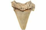 Serrated Angustidens Tooth - Megalodon Ancestor #202407-1